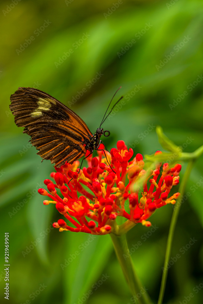 Schmetterling auf Blüte Schmetterling auf Blüte