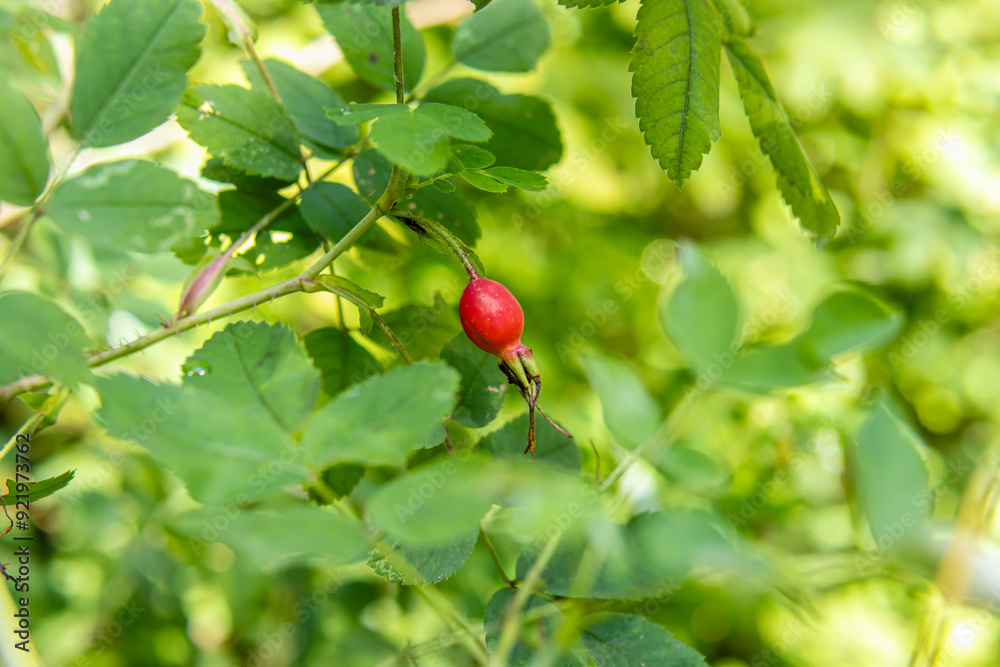 Wild rosehip berries on bush. Red ripe berry Wild rosehip berries on bush. Red ripe berry