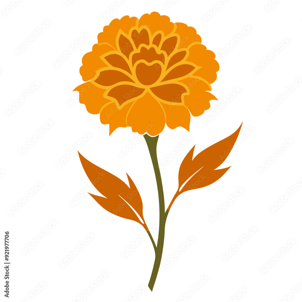 marigold flower isolated on white marigold flower isolated on white