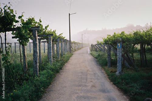 Camino Portugues, Weg durch Weinreben im Dunst des Morgens, rechts blaues Jakobswegzeichen, , no people