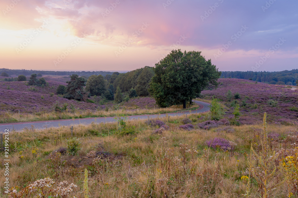 Φωτογραφία Nature landscape, The flowering Calluna vulgaris (heather, ling, or simply heather) on slope, Purple flowers on the hill side field, Posbank, Veluwezoom National Park, Rheden, Gelderland, Netherlands