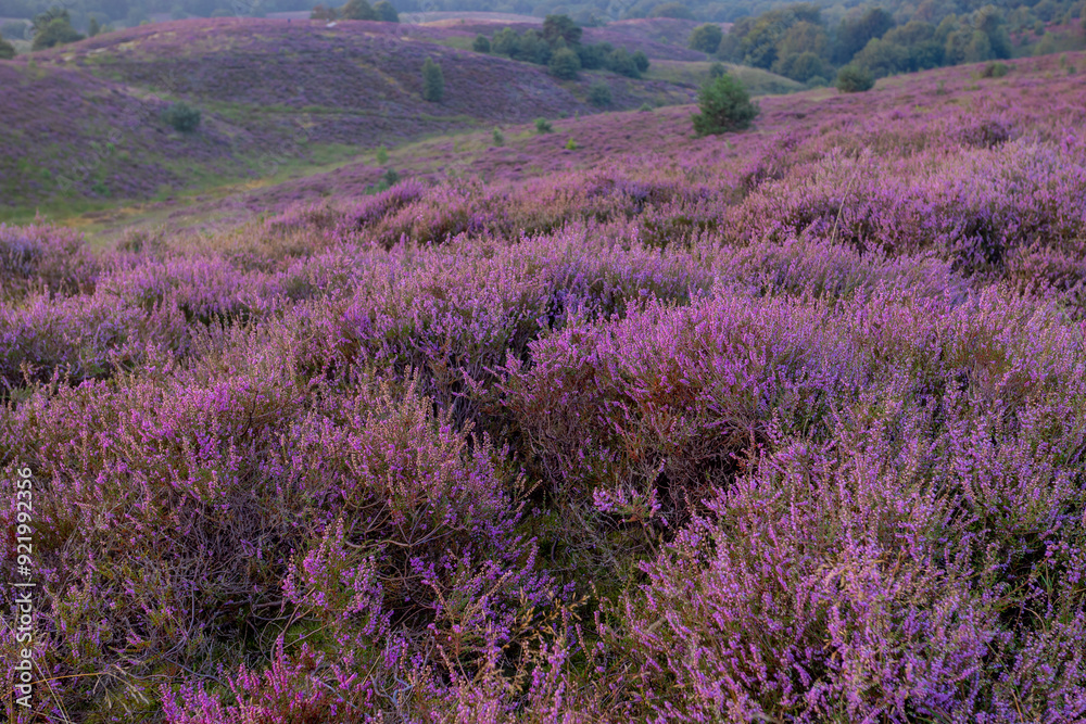 Obraz premium Nature landscape, The flowering Calluna vulgaris (heather, ling, or simply heather) on slope, Purple flowers on the hill side field, Posbank, Veluwezoom National Park, Rheden, Gelderland, Netherlands.