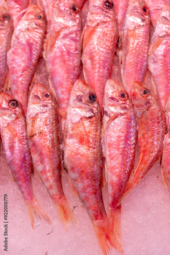 Red mullet on the counter of a fishmonger, mullus surmuletus Red mullet on the counter of a fishmonger, mullus surmuletus
