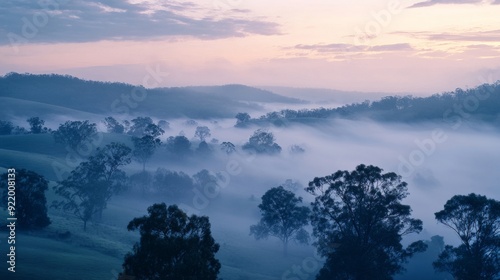 Obraz na płótnie Morning mist filling valley with eucalyptus trees w salonie