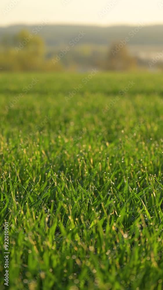 Beautiful morning in countryside of wheat field with dew on leaves. Vertical video of green field of young rye or wheat plants early in the morning Beautiful morning in countryside of wheat field with dew on leaves. Vertical video of green field of young rye or wheat plants early in the morning