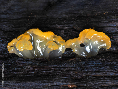 Golden Ear (Naematelia aurantia) jelly fungi photo