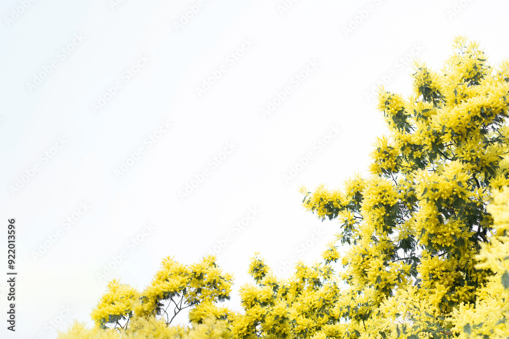 yellow flowers on mimosa tree, wide shot, minimalist background yellow flowers on mimosa tree, wide shot, minimalist background