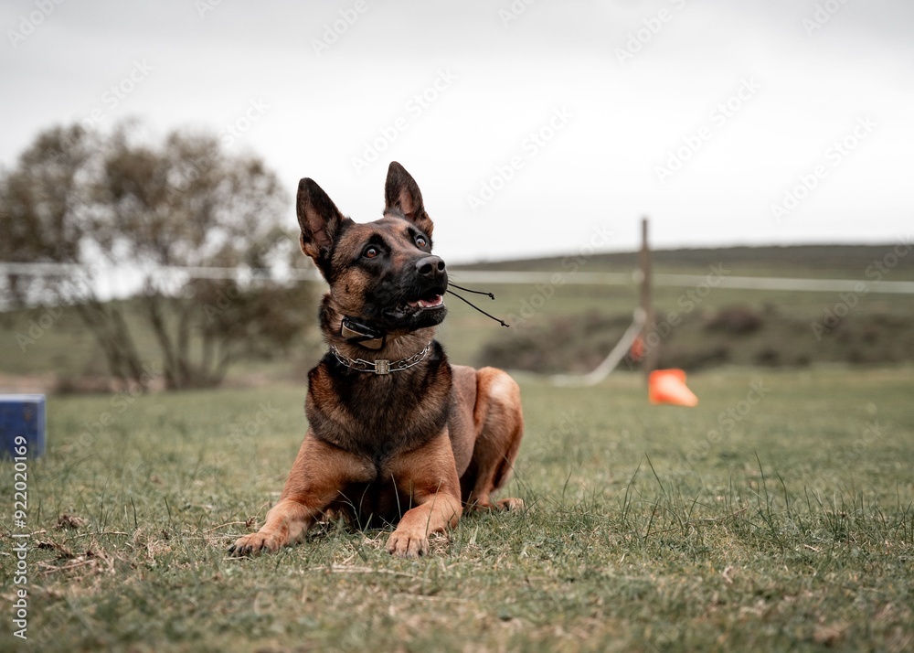 Alert Belgian Malinois dog lying on grass in a field. Alert Belgian Malinois dog lying on grass in a field.