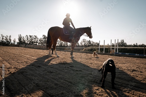 Photography Horse riding in an outdoor arena with dogs playing