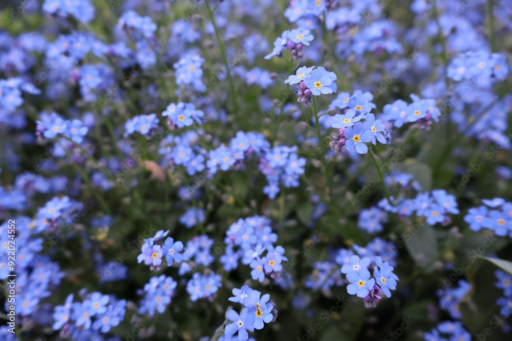 Obraz premium Close-Up of a Bed of Blue and Lilac Forget-Me-Not Flowers (Myosotis)