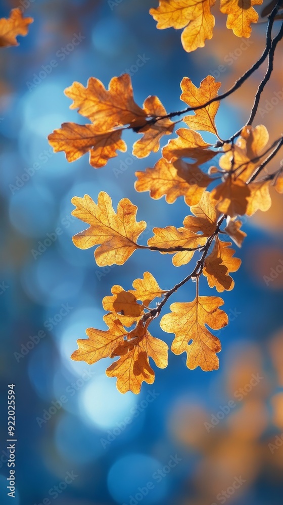 Obraz premium Oak branch with golden leaves glowing in autumn sunlight