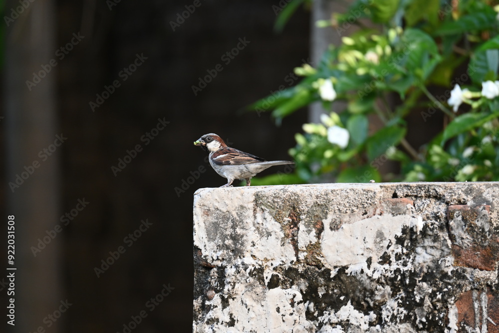 House sparrow. Its other name Passer domesticus and Indian House sparrow. This is a bird of the sparrow family Passeridae, found in most parts of the world. House sparrow. Its other name Passer domesticus and Indian House sparrow. This is a bird of the sparrow family Passeridae, found in most parts of the world.
