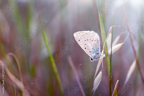 Butterfly. Polyommatus cornelius. Nature background.  photo