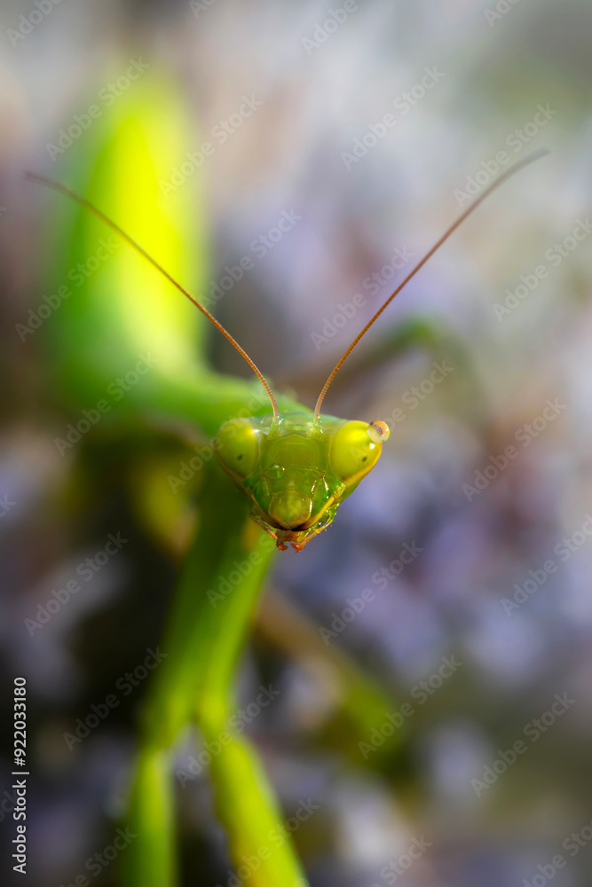 Praying mantis. Close-up photo. Macro nature. Nature background. Praying mantis. Close-up photo. Macro nature. Nature background.