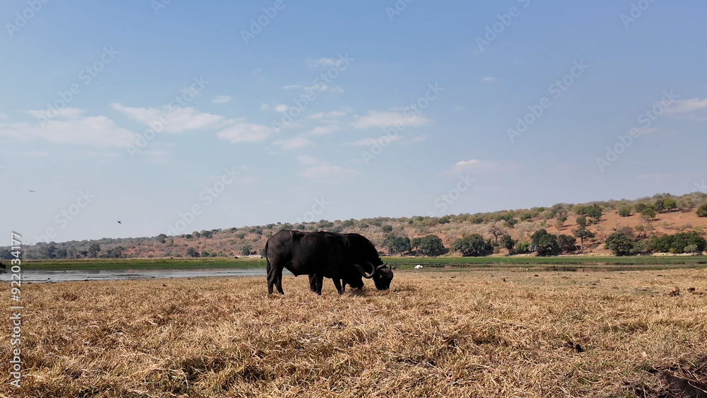 Wild Buffalo At Chobe National Park In Kasane Botswana. African Animals Landscape. Wildlife Scenery. Chobe National Park At Kasane Botswana. Big Five Animals. Wild Background. Wild Buffalo At Chobe National Park In Kasane Botswana. African Animals Landscape. Wildlife Scenery. Chobe National Park At Kasane Botswana. Big Five Animals. Wild Background.