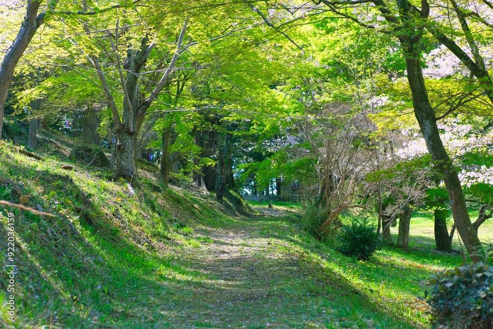 Fototapeta premium 緑に囲まれた道