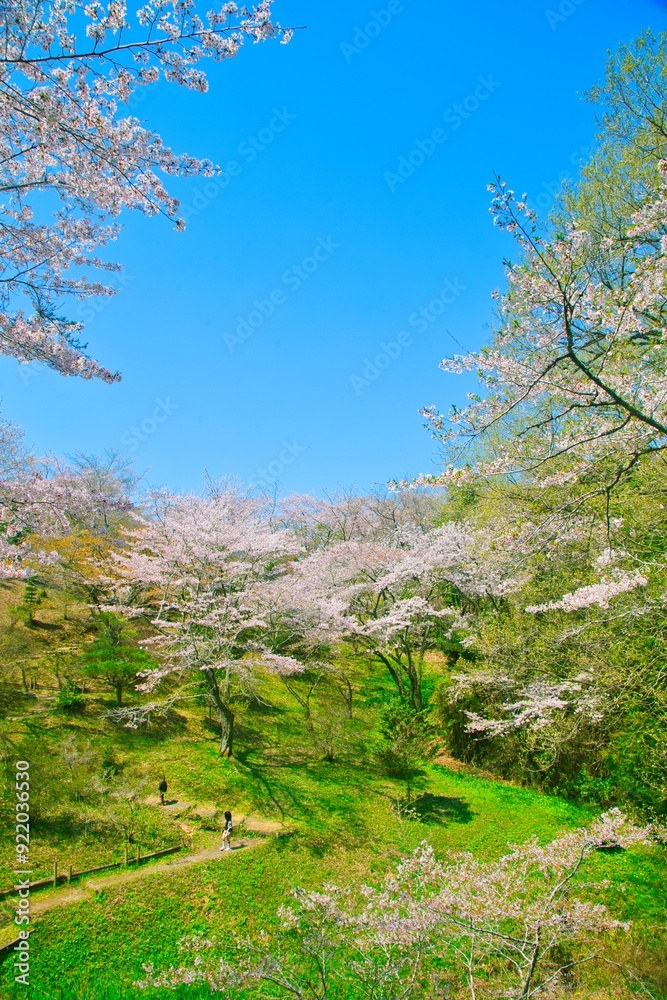 山間に咲く満開の桜