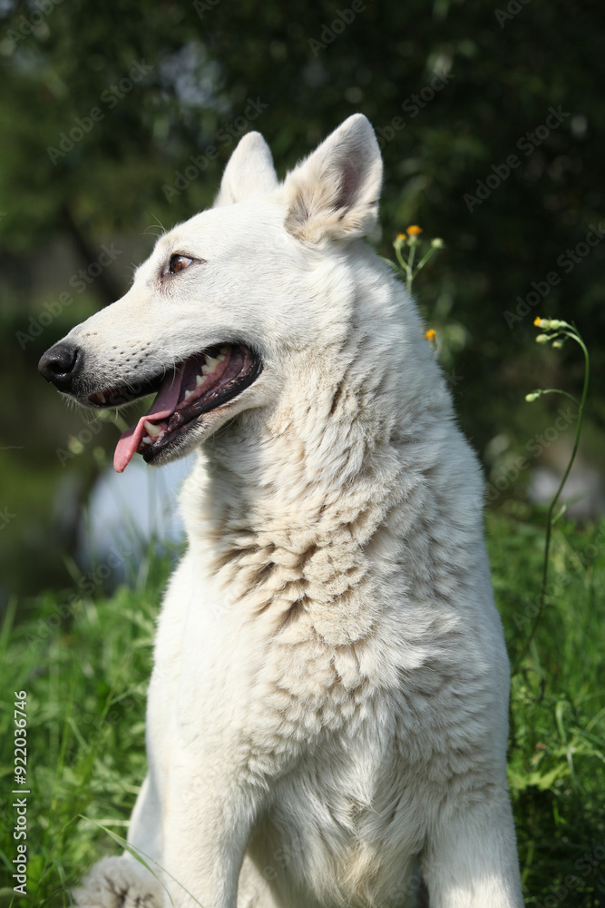 Portrait of White Swiss Shepherd Dog Portrait of White Swiss Shepherd Dog