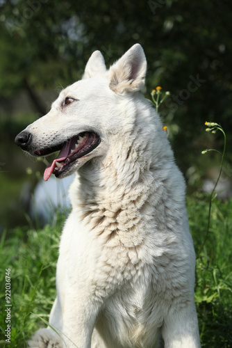 Portrait of White Swiss Shepherd Dog