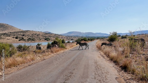 Zebras On Street At Pilanesberg National Park In North West South Africa. African Animals Landscape. Pilanesberg National Park. Pilanesberg National Park At North West South Africa. Big Five Animals.