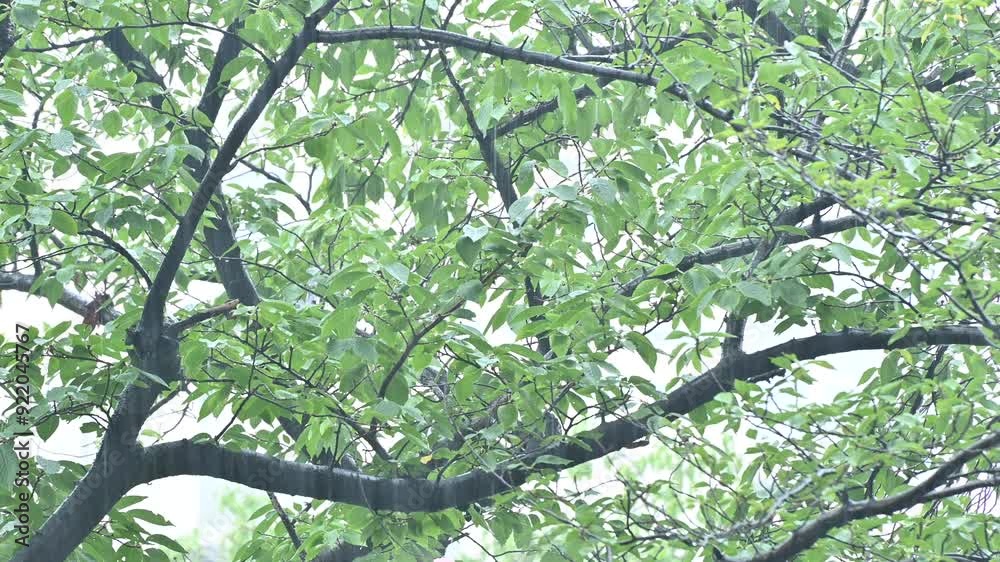 雨の中の樹木（8月のソメイヨシノの木）