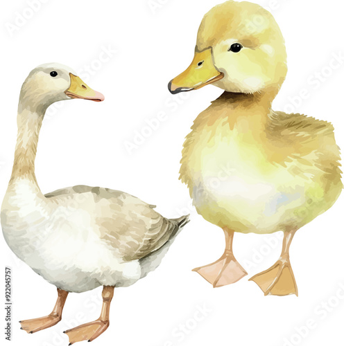 Vector Watercolor farm, composition, rural, country live, rustic, domestic animals, goose, cub, duck, illustrations for farm set, invitation, greeting cards, birthday, event, holiday, printable