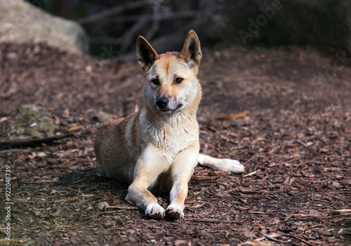 Australian dingo resting on ground.