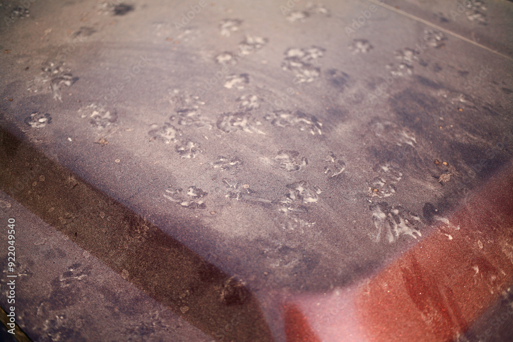 Fototapeta premium close up dust on the hood of the car. Layers of dust accumulated on the car hood.