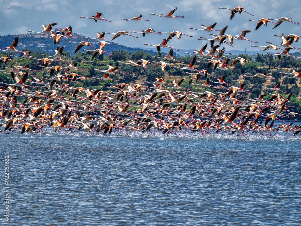 Large flock of flying Rosy Flamingo, Albania