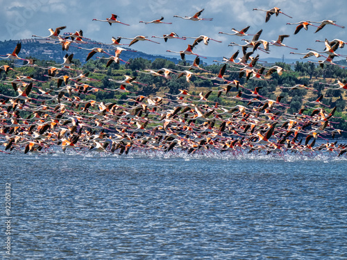 Obraz na płótnie Large flock of flying Rosy Flamingo, Albania w salonie