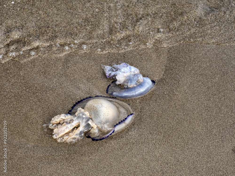 Jellyfish washed up on the beach, Albania