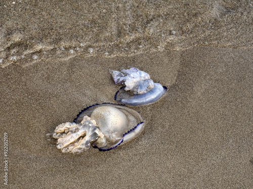 Obraz na płótnie Jellyfish washed up on the beach, Albania w salonie