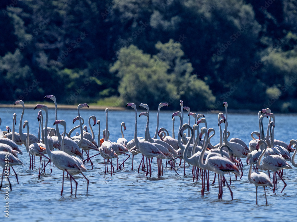Rosy Flamingo, looking for food in the big bay of Albania