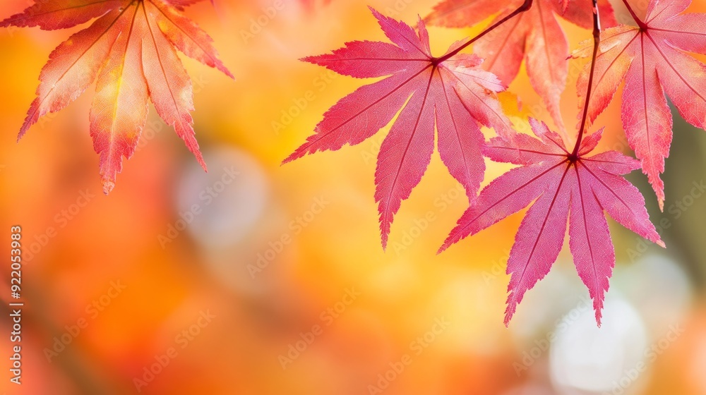 Japanese maple tree showing off vibrant red leaves in autumn Japanese maple tree showing off vibrant red leaves in autumn