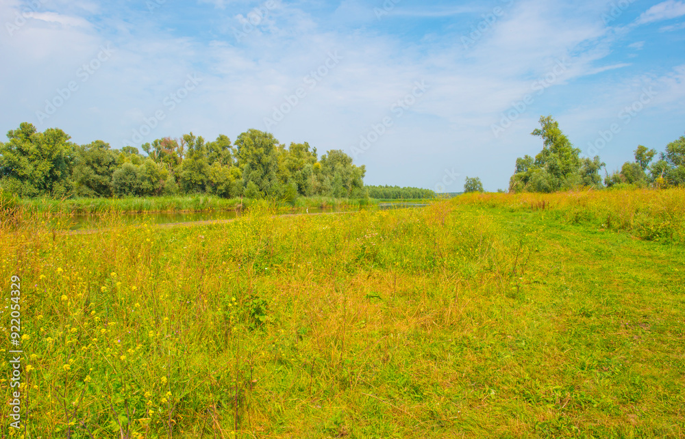 The edge of a lake with reed and wild flowers in summer,  Almere, Flevoland, The Netherlands, August 13, 2024