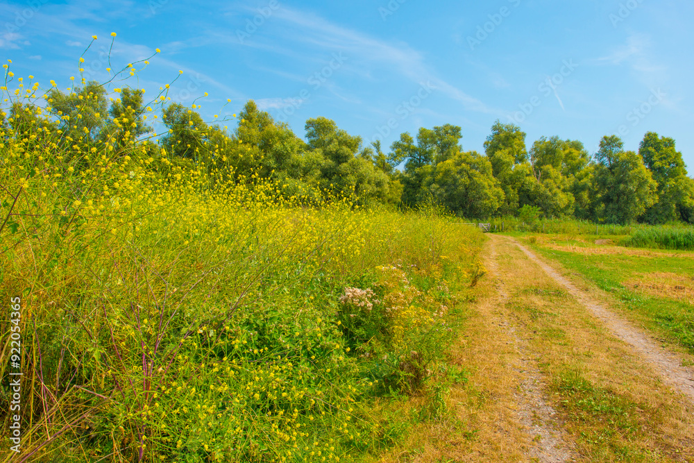 The edge of a lake with reed and wild flowers in summer, Almere, Flevoland, The Netherlands, August 13, 2024 The edge of a lake with reed and wild flowers in summer, Almere, Flevoland, The Netherlands, August 13, 2024