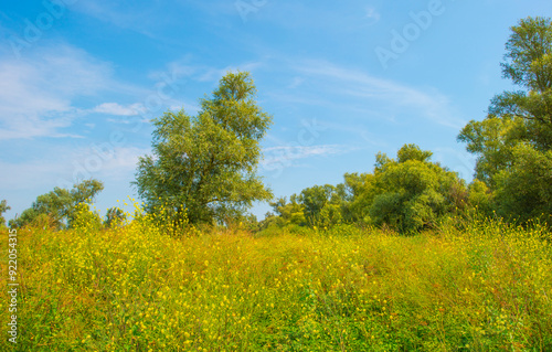 The edge of a lake with reed and wild flowers in summer, Almere, Flevoland, The Netherlands, August 13, 2024