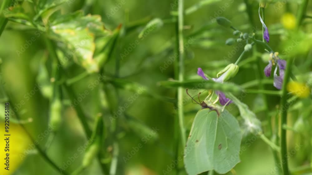 close-up of a feeding common brimstone butterfly (Gonepteryx rhamni) 