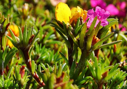 Sommerblumen photo