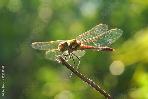 Libelle auf  einem Ast