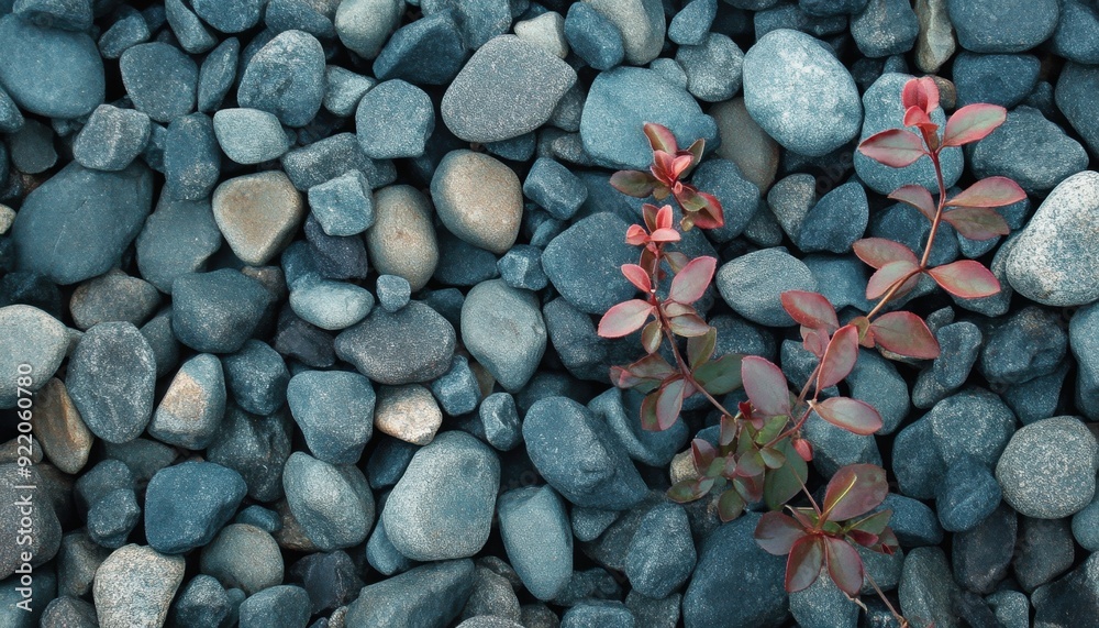 Colorful plant growing among smooth stones in a tranquil garden setting Colorful plant growing among smooth stones in a tranquil garden setting