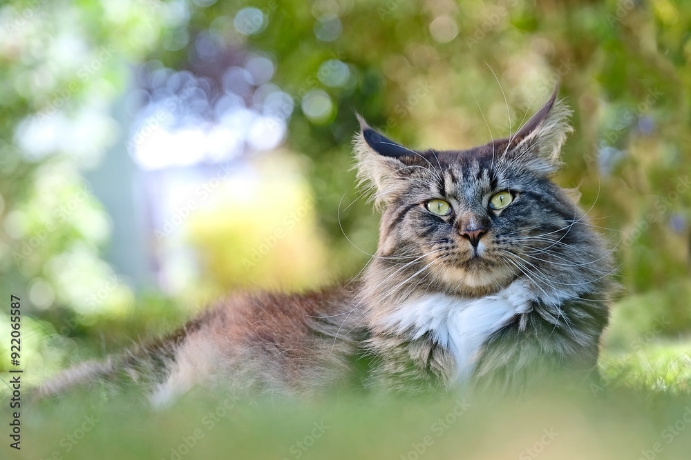 Obraz premium Cute Maine coon cat relaxing outdoors. Horizontal image with bokeh background.