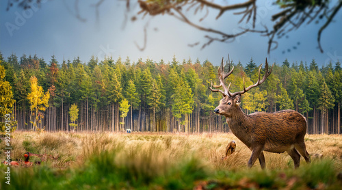 Plakat deer in the woods