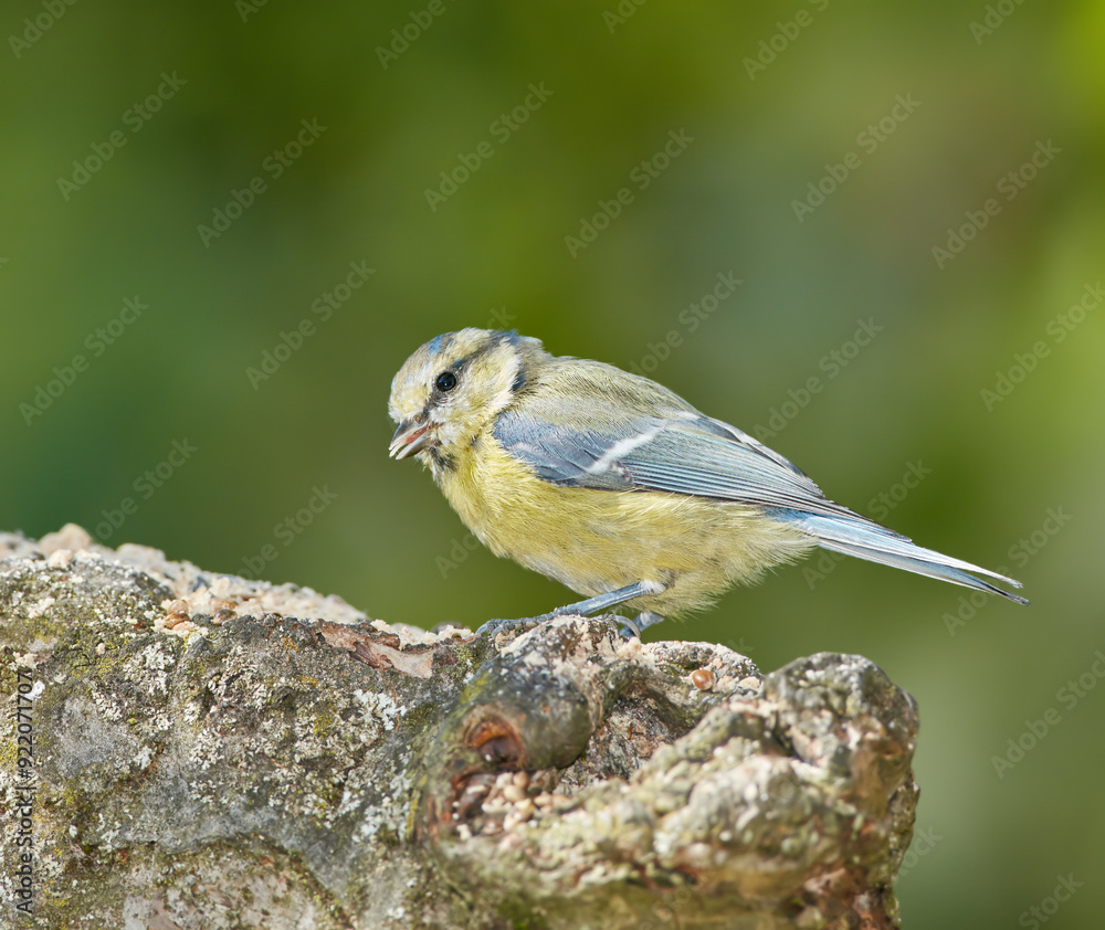 Obraz premium Ecology, bird and sparrow on tree in habitat for pollination, conservation or sustainability of ecosystem. Wildlife, animal or relax on branch for food search and insect control in nature with mockup