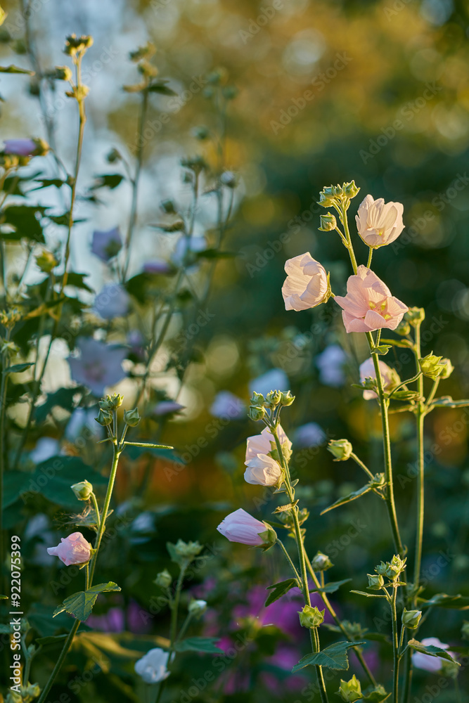 Pink, morning or flowers growing in field outdoor environment with plant medicine, lawn or herbs. Garden, alcea rosea or hollyhock blooming outside in nature, park or meadow in summer or season Pink, morning or flowers growing in field outdoor environment with plant medicine, lawn or herbs. Garden, alcea rosea or hollyhock blooming outside in nature, park or meadow in summer or season