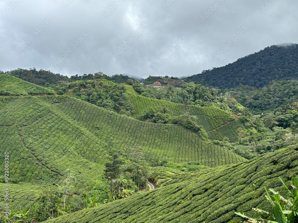 Tea fields in Malyasia Tea fields in Malyasia