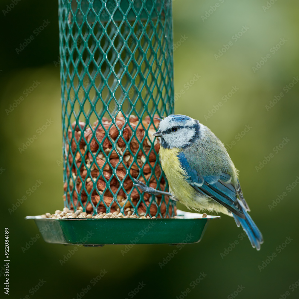Naklejka premium Bird, eating and nuts in park or outdoor for nutrition, hunger and feeding for environmental habitat. Eurasian blue tit, tree and nature with food for animal or wildlife in Europe and conservation.