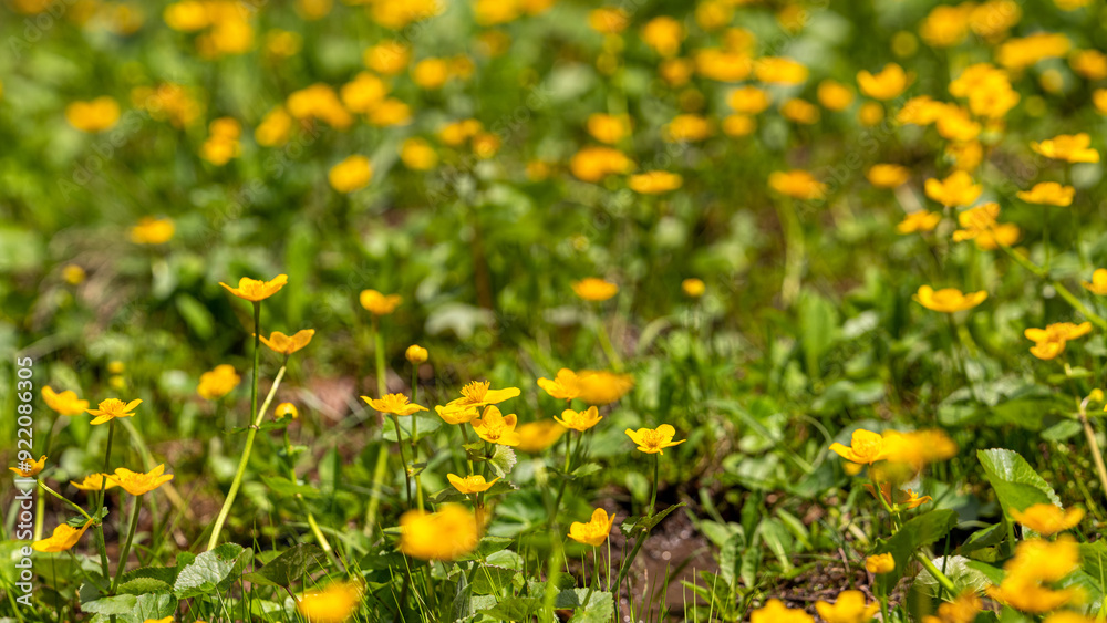 Sumpfdotterblumen