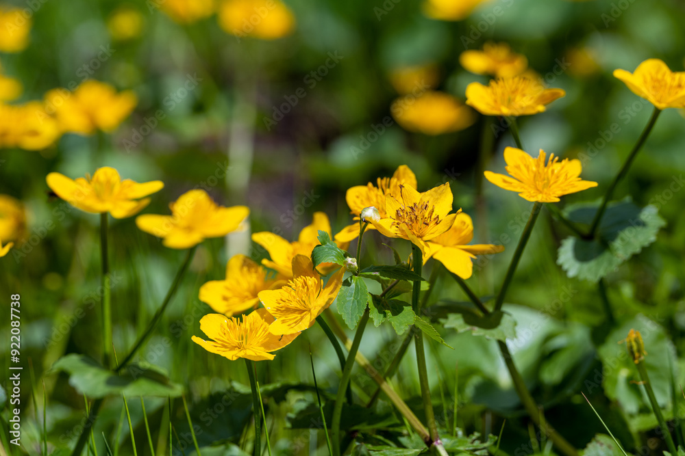 Sumpfdotterblumen