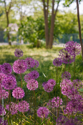 Allium giganteum, beautiful plant with purple flower head called ornamental omion. garden in bloom photo